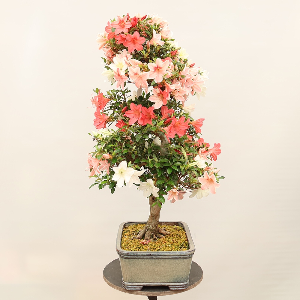 Outdoor bonsai - Japanese Azalea - Azalea Saishun
