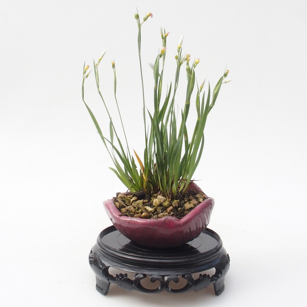 Bonsai table plastic round 11 x 11 x 3,5 cm, color black