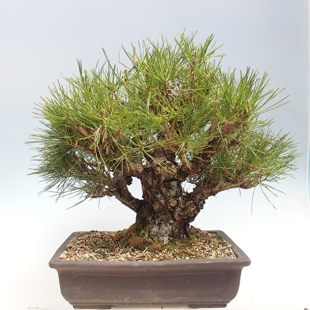 Outdoor bonsai - Pinus thunbergii - Thunberg pine