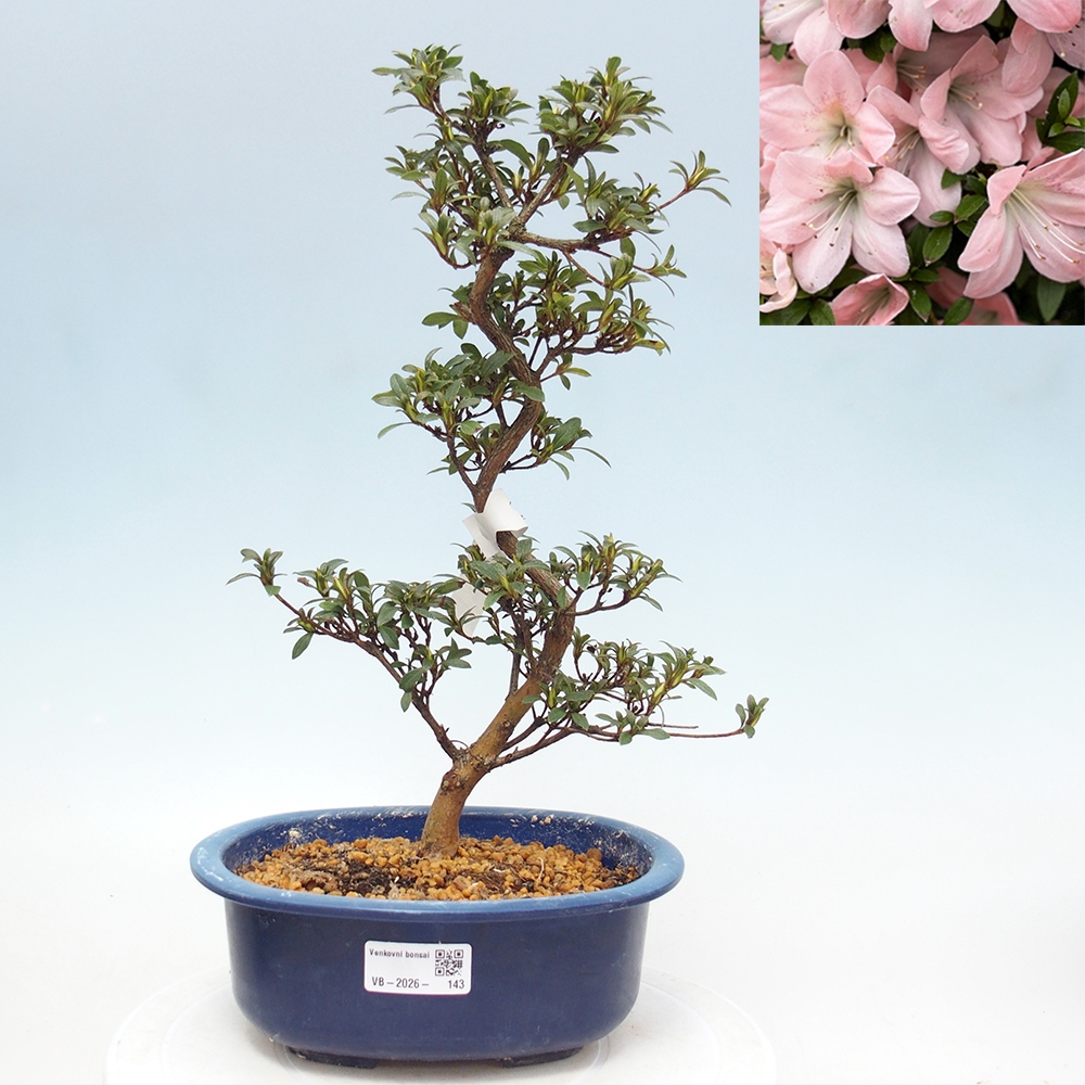 Outdoor bonsai - Japanese Azalea - Azalea Jukokan