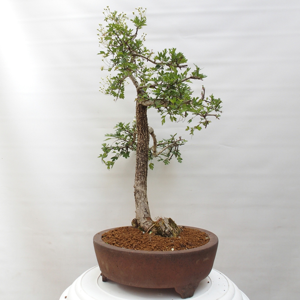Outdoor bonsai - Hawthorn - Crataegus monogyna