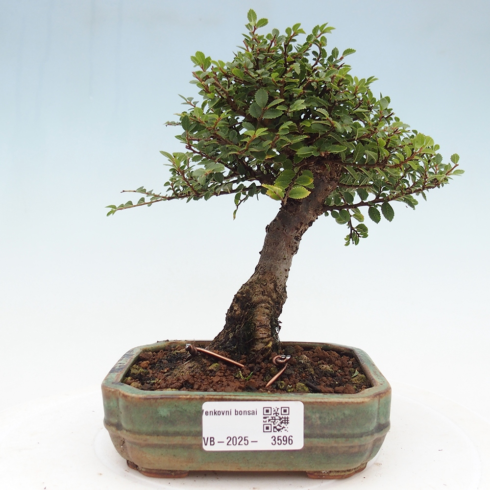 Outdoor bonsai - Ulmus parvifolia Hokkaido - Chinese elm