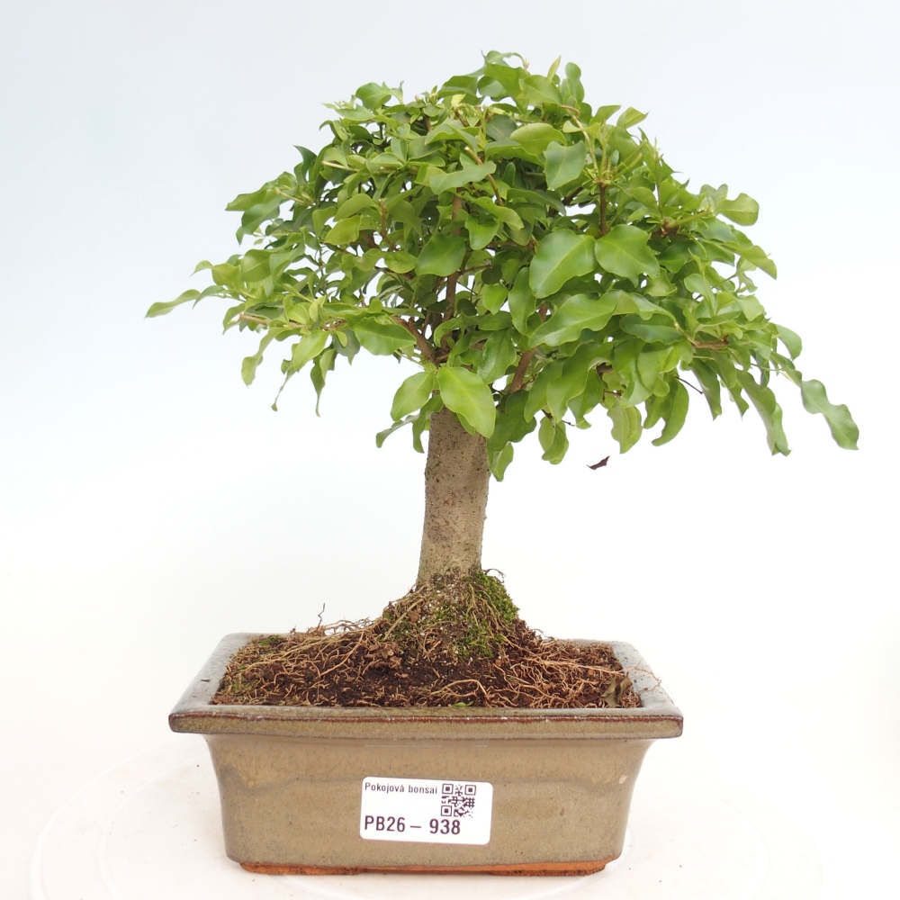 Room bonsai -Ligustrum chinensis - Birds Beak