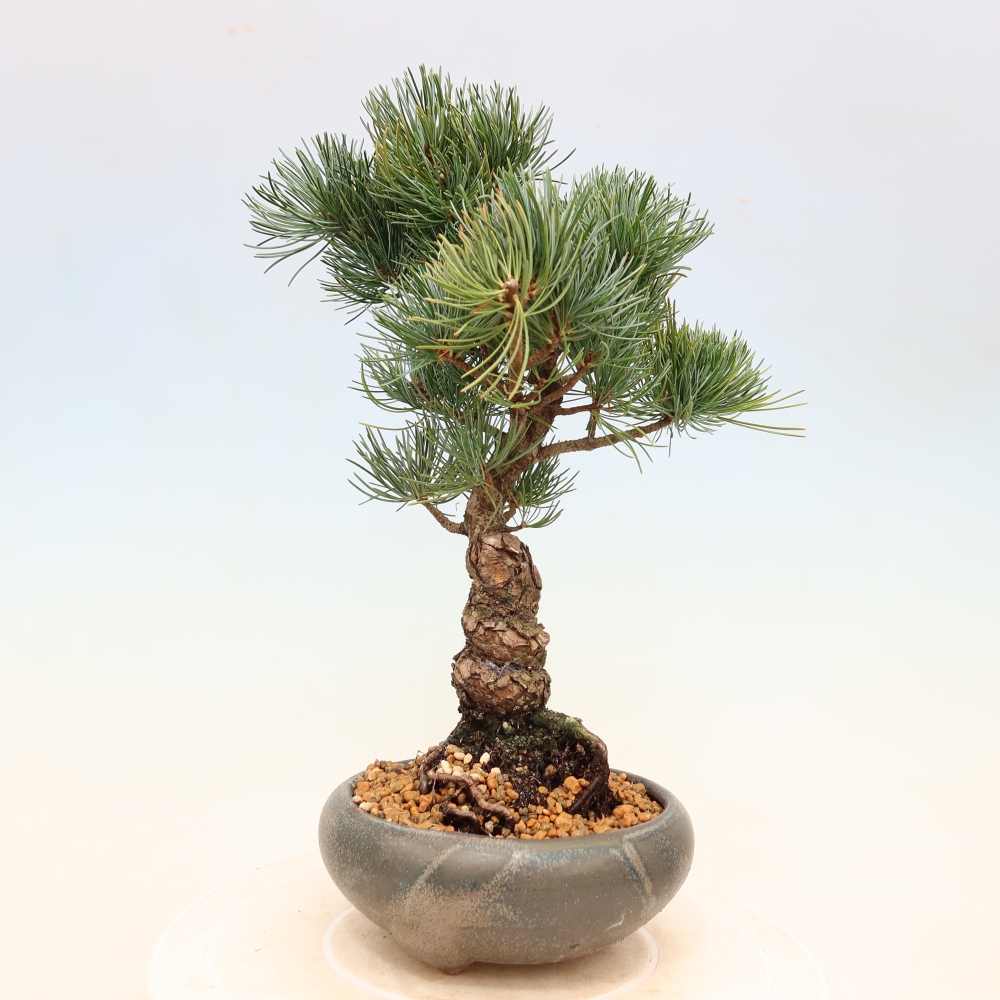 Outdoor bonsai - Pinus parviflora - Pinus parviflora