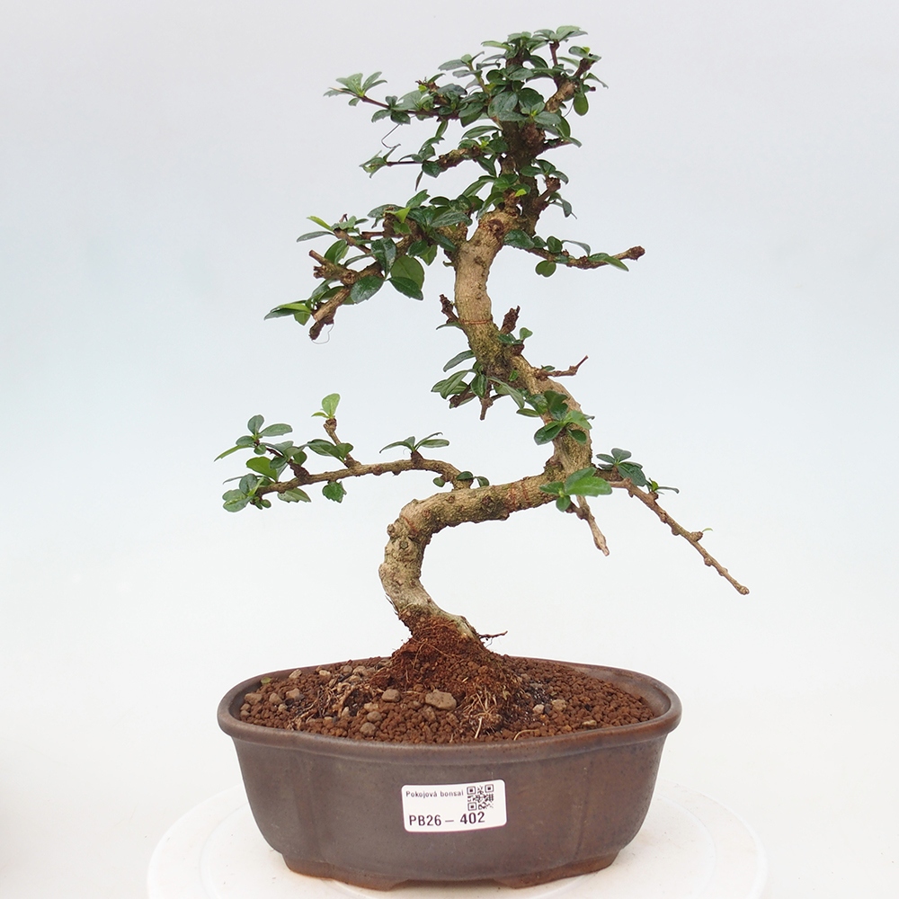 Room bonsai - Carmona macrophylla - Tea fuki