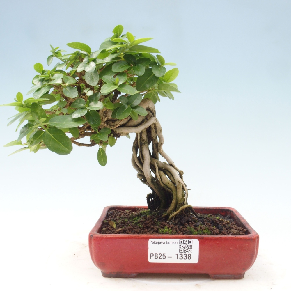 Indoor bonsai - Premna serratifolia - Kozlovon small-leaved