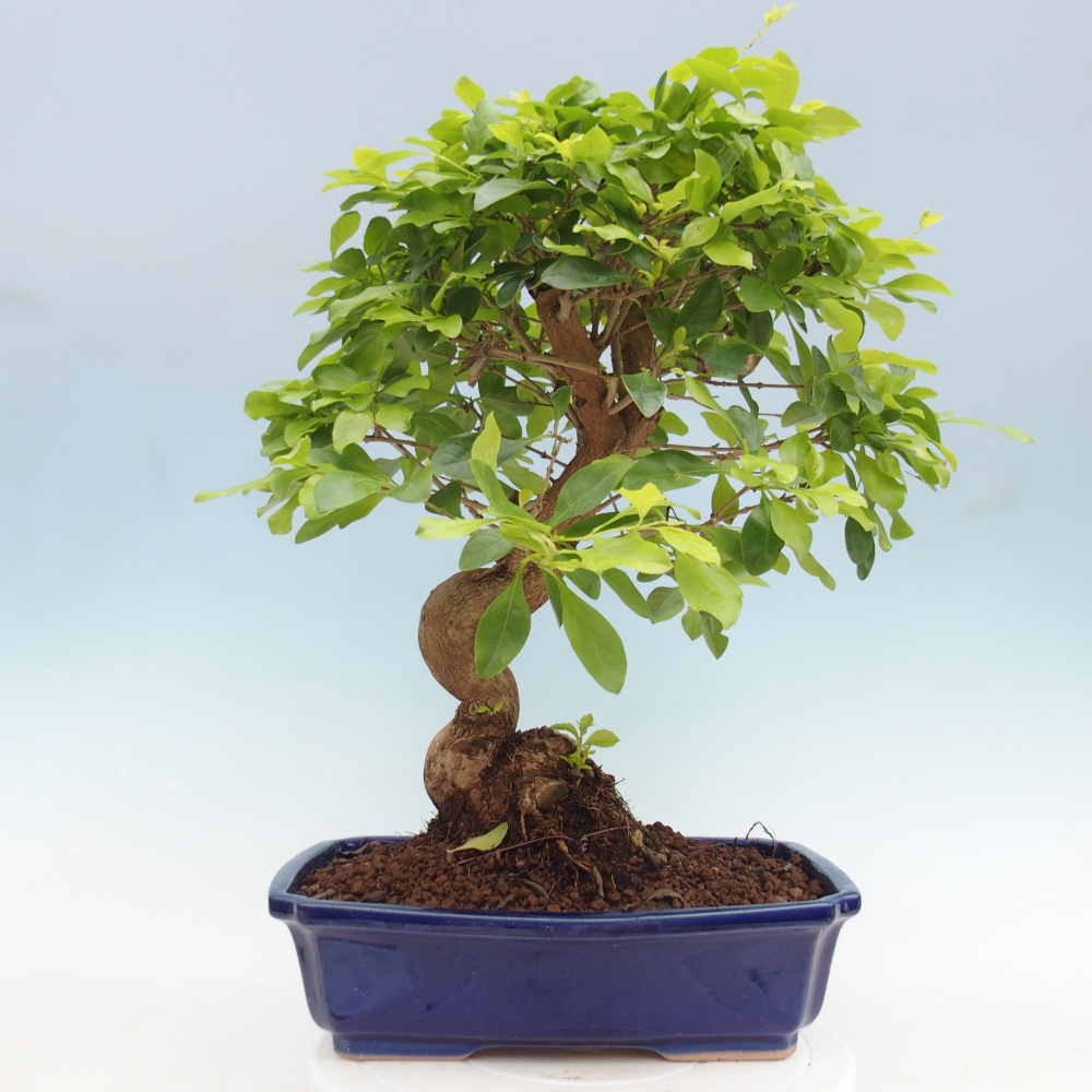 Room bonsai - Duranta erecta Aurea