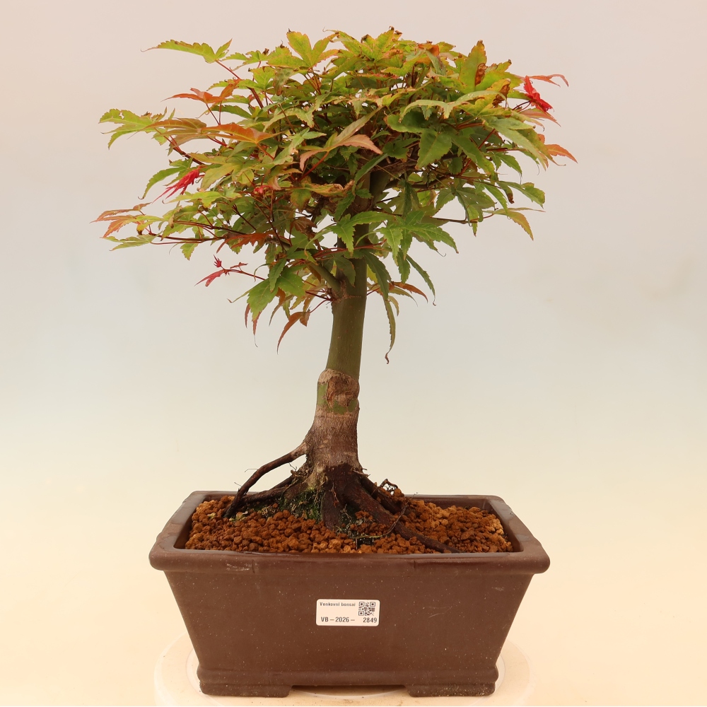Norway maple - Acer palmatum Beni Tsukasa