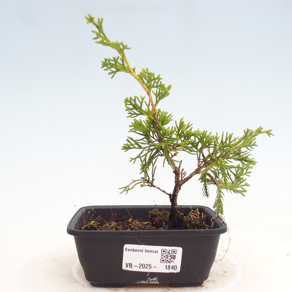 Outdoor bonsai - Juniperus chinensis Itoigawa - Chinese juniper