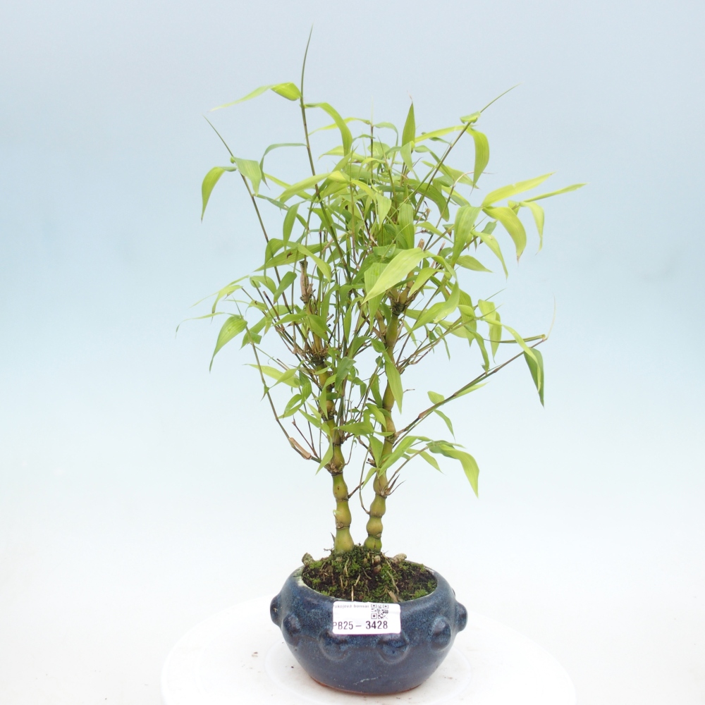 Room bonsai - Bamboo budha-Bamboo budha belly