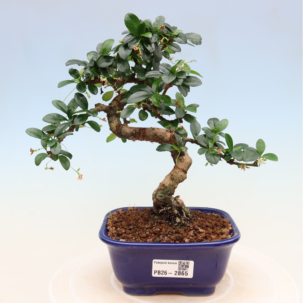 Room bonsai - Carmona macrophylla - Tea fuki