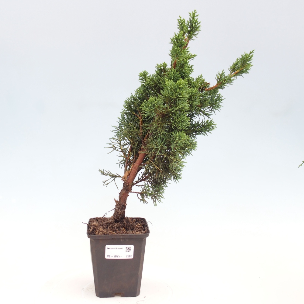 Outdoor bonsai - Juniperus chinensis Kishu - Chinese juniper