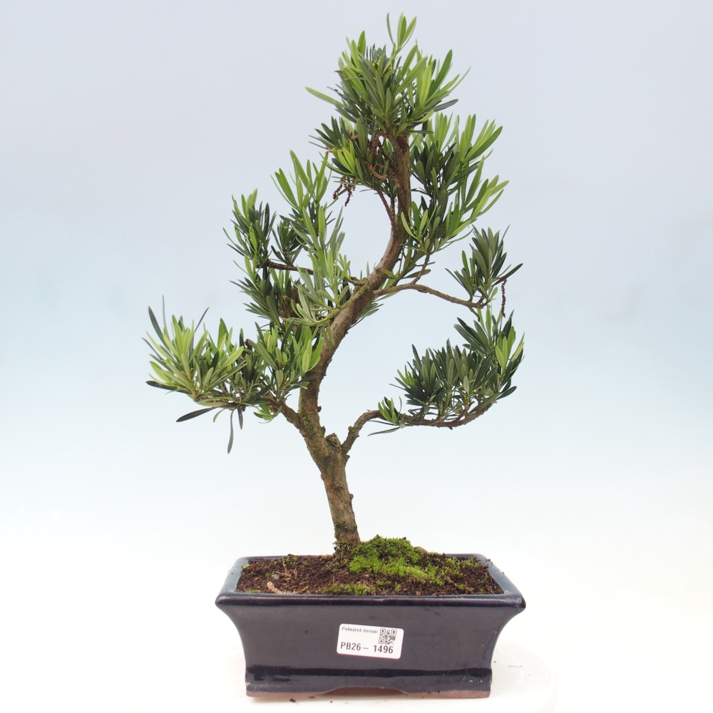Room bonsai - Podocarpus - Stone Yew