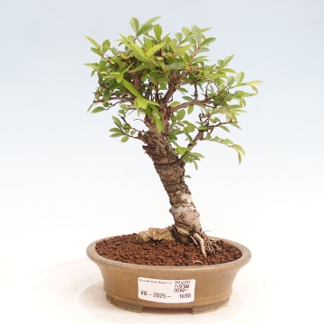 Outdoor bonsai - Dogwood - Cornus mas - e-bonsai.com