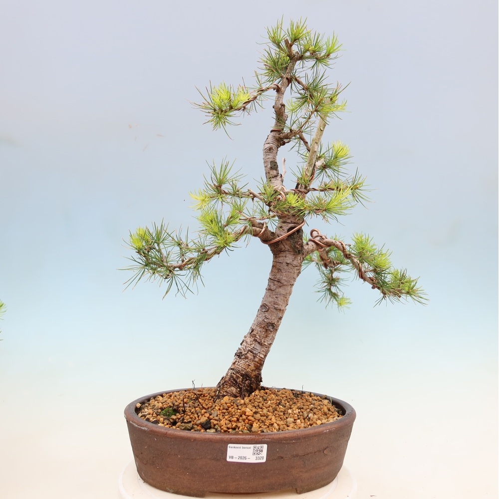 Outdoor bonsai -Larix decidua - Larch