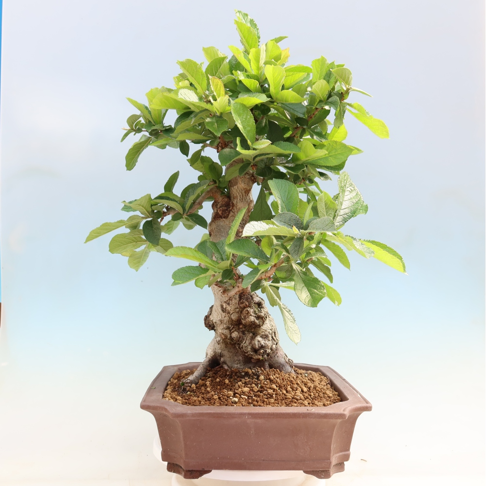 Outdoor Bonsai - Hairy Photinia - Photinia villosa