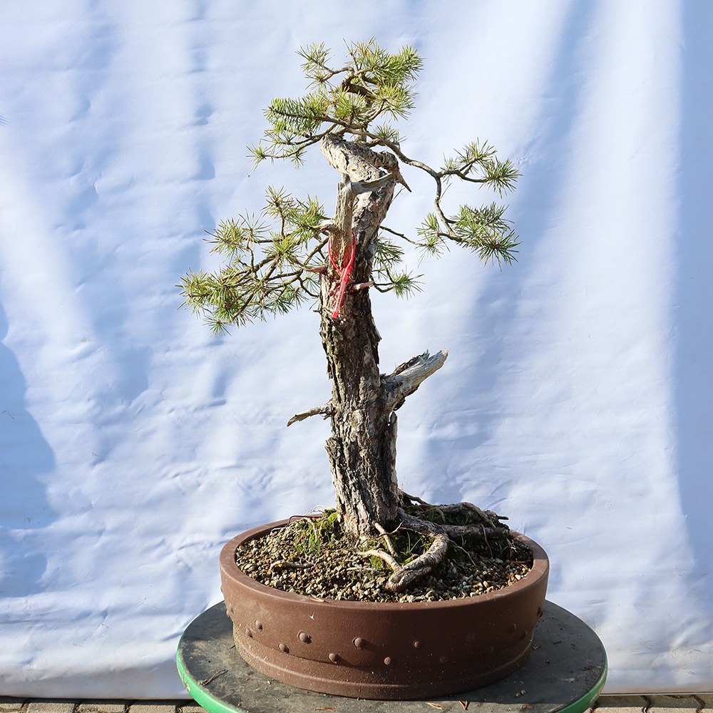 Pinus sylvestris Spain - Scots pine