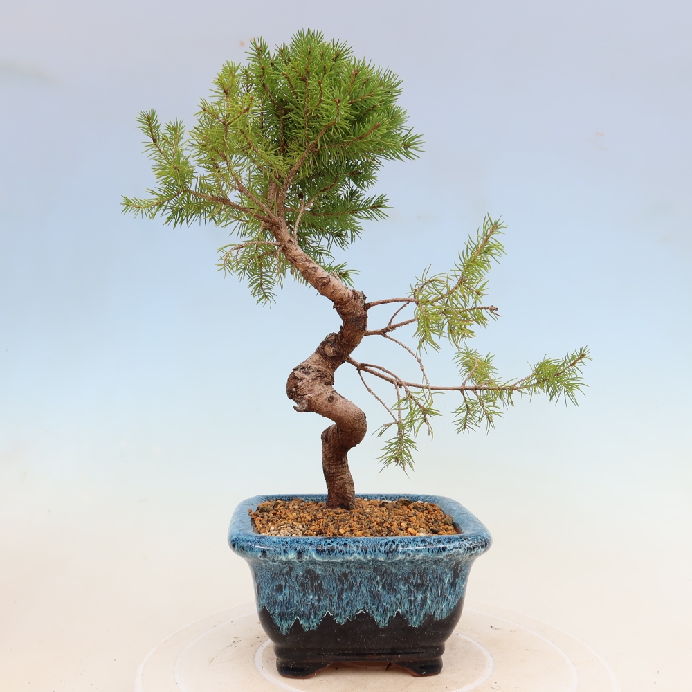 Outdoor bonsai - Spruce - Picea glauca globe