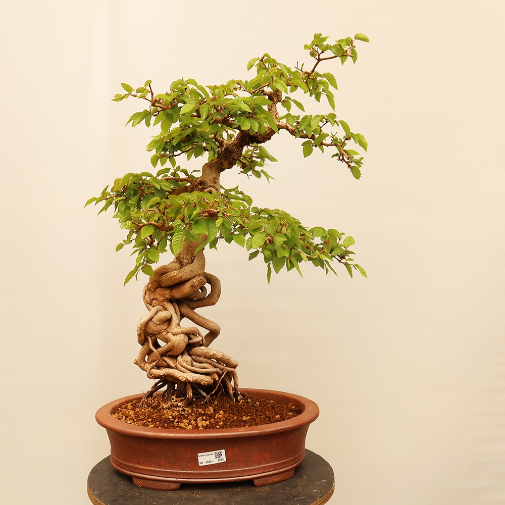 Outdoor bonsai - Carpinus Coreana - Korean hornbeam