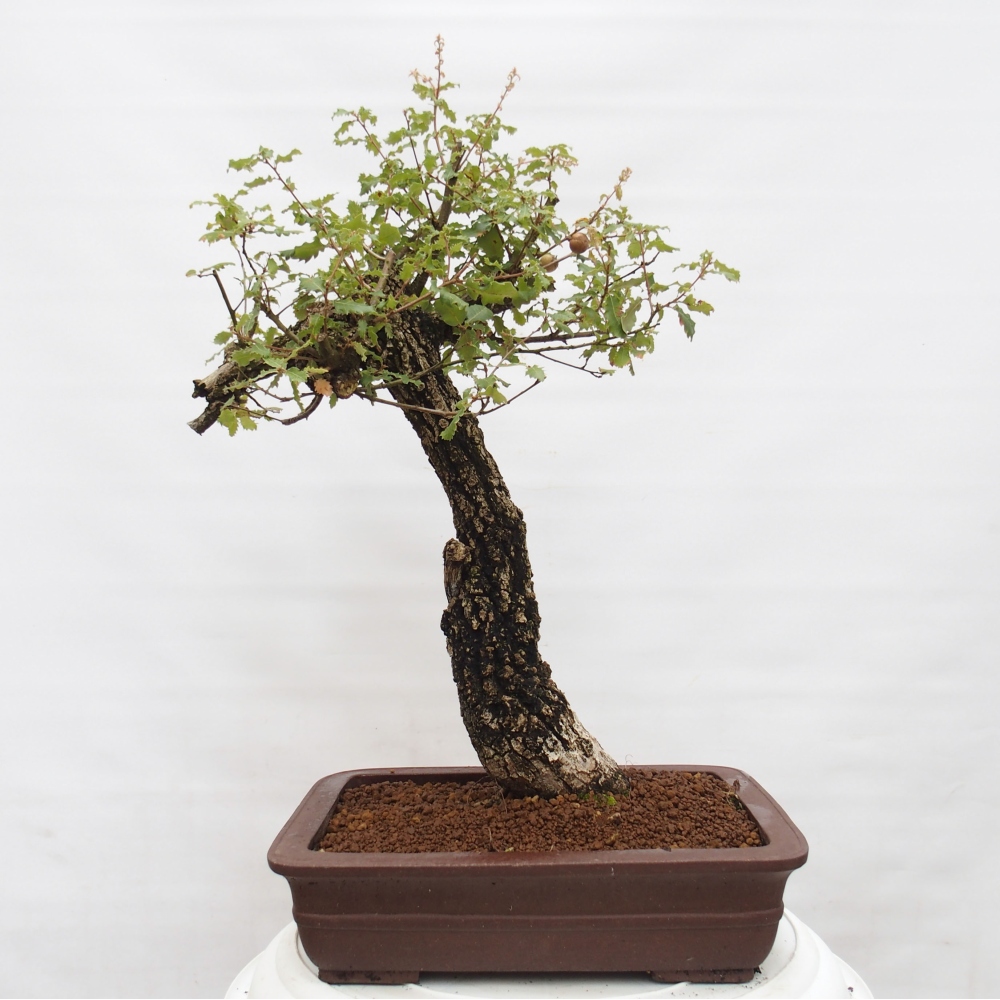 Yamadori - Quercus Ilex - Oak holly