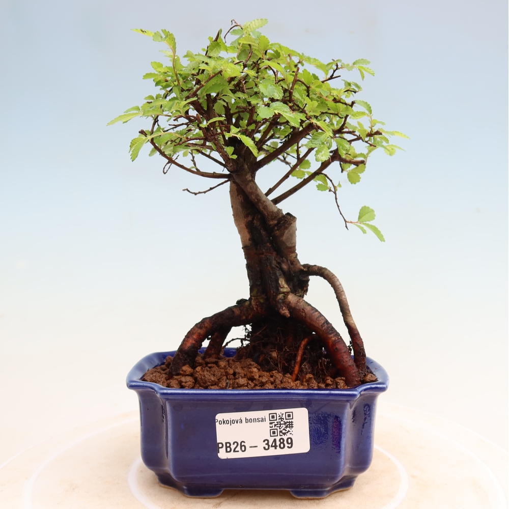 Room bonsai - Ulmus parvifolia - Small-leaved elm