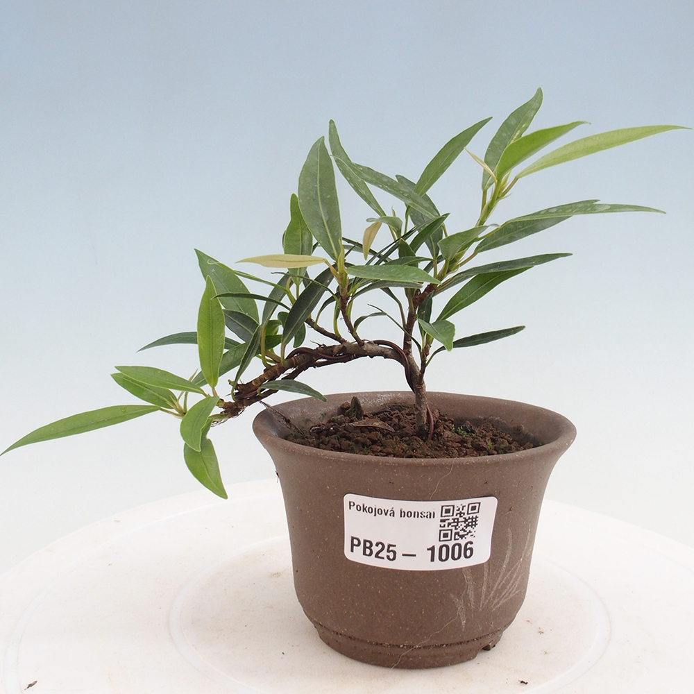 Indoor bonsai - Ficus nerifolia - small-leaved ficus
