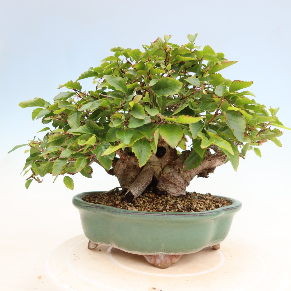 Outdoor bonsai -Carpinus coreana - Korean Hornbeam
