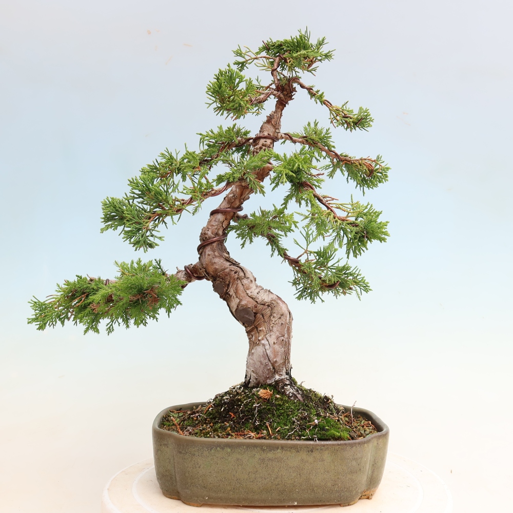 Outdoor Bonsai - Juniperus chinensis Itoigawa - Chinese Juniper