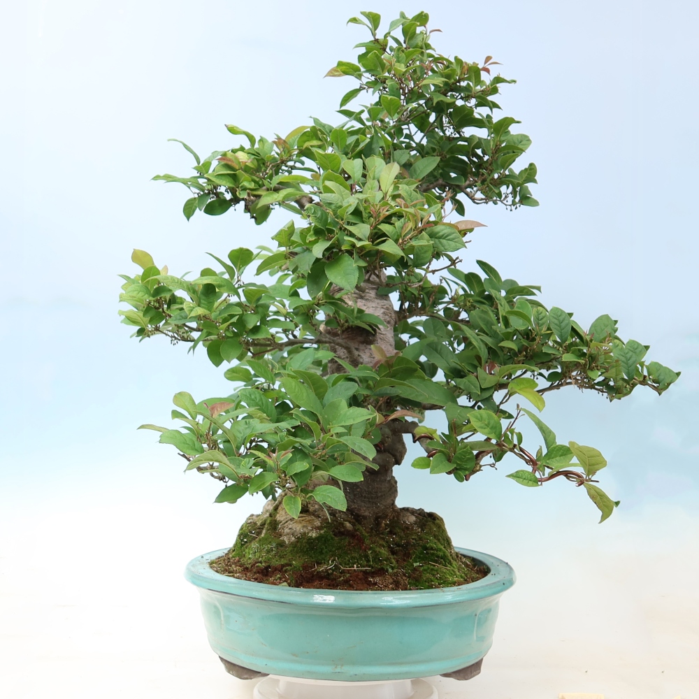 Outdoor Bonsai - Ilex serrata - Sawtooth Holly