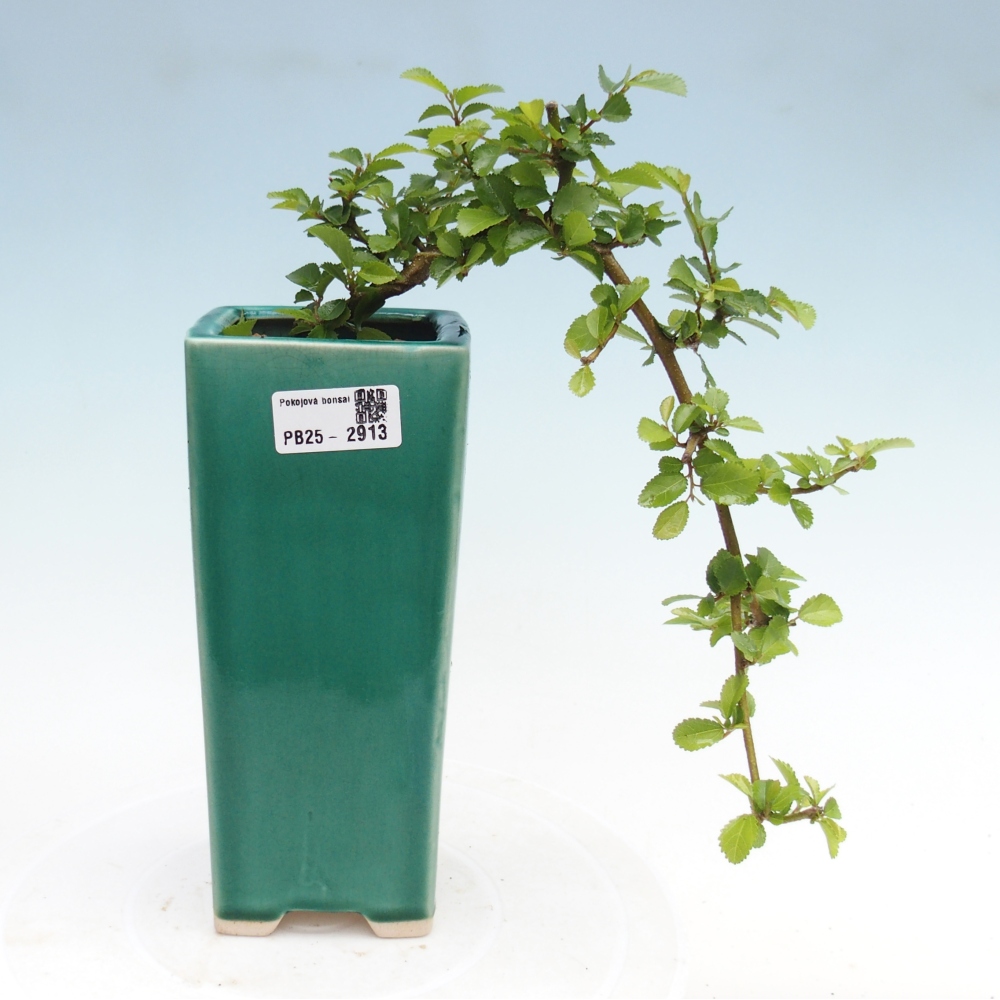 Indoor bonsai - Grewia occidentalis - Lavender star
