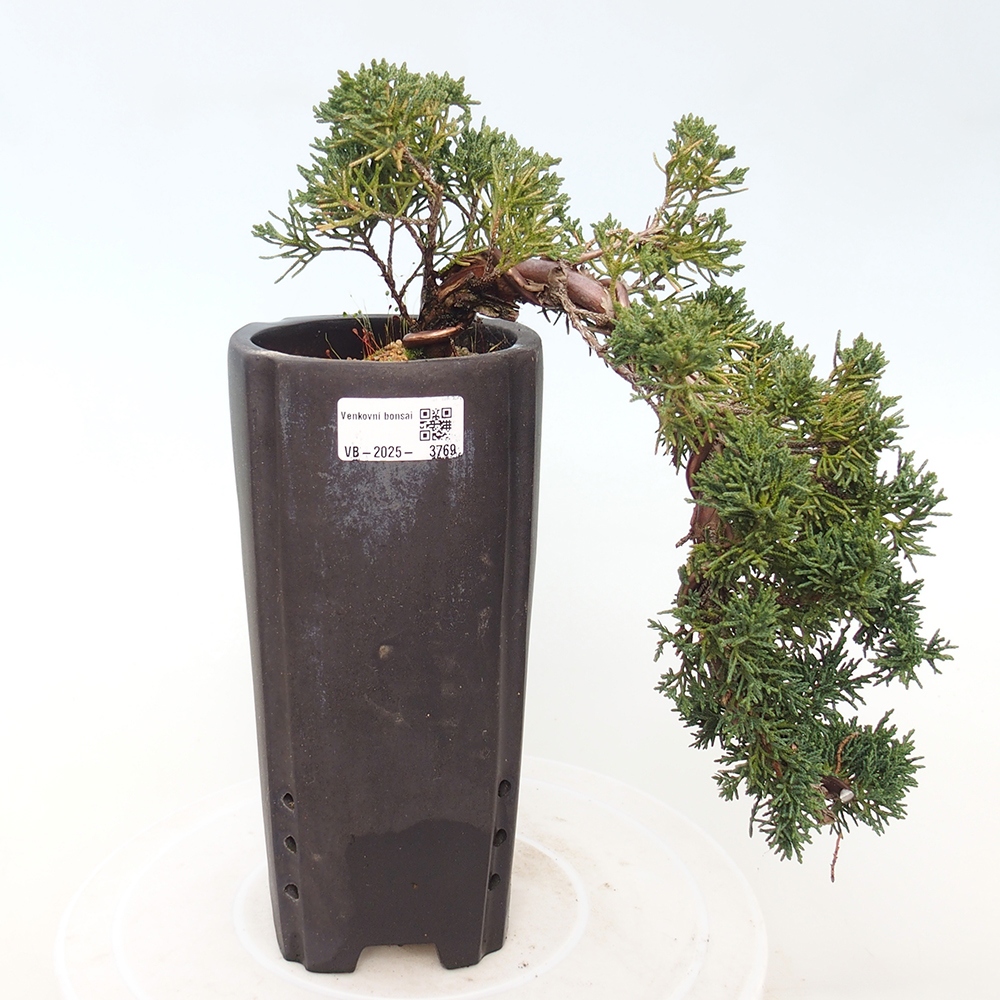 Outdoor bonsai - Juniperus chinensis Kishu