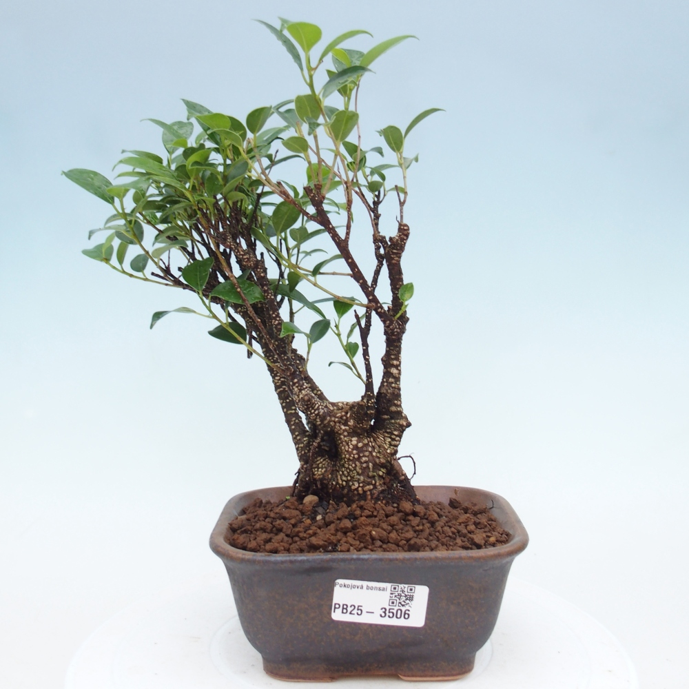 Room bonsai - Ficus retusa - small-leaved ficus