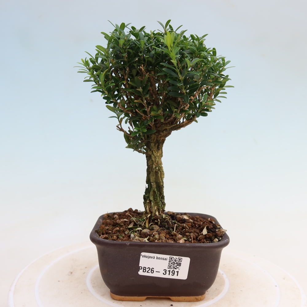 Room bonsai - Buxus harlandii - cork buxus