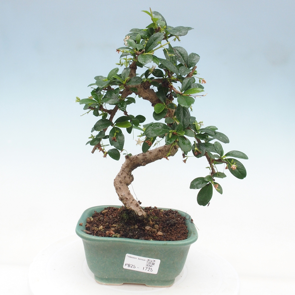 Indoor bonsai - Carmona macrophylla - Fuki tea