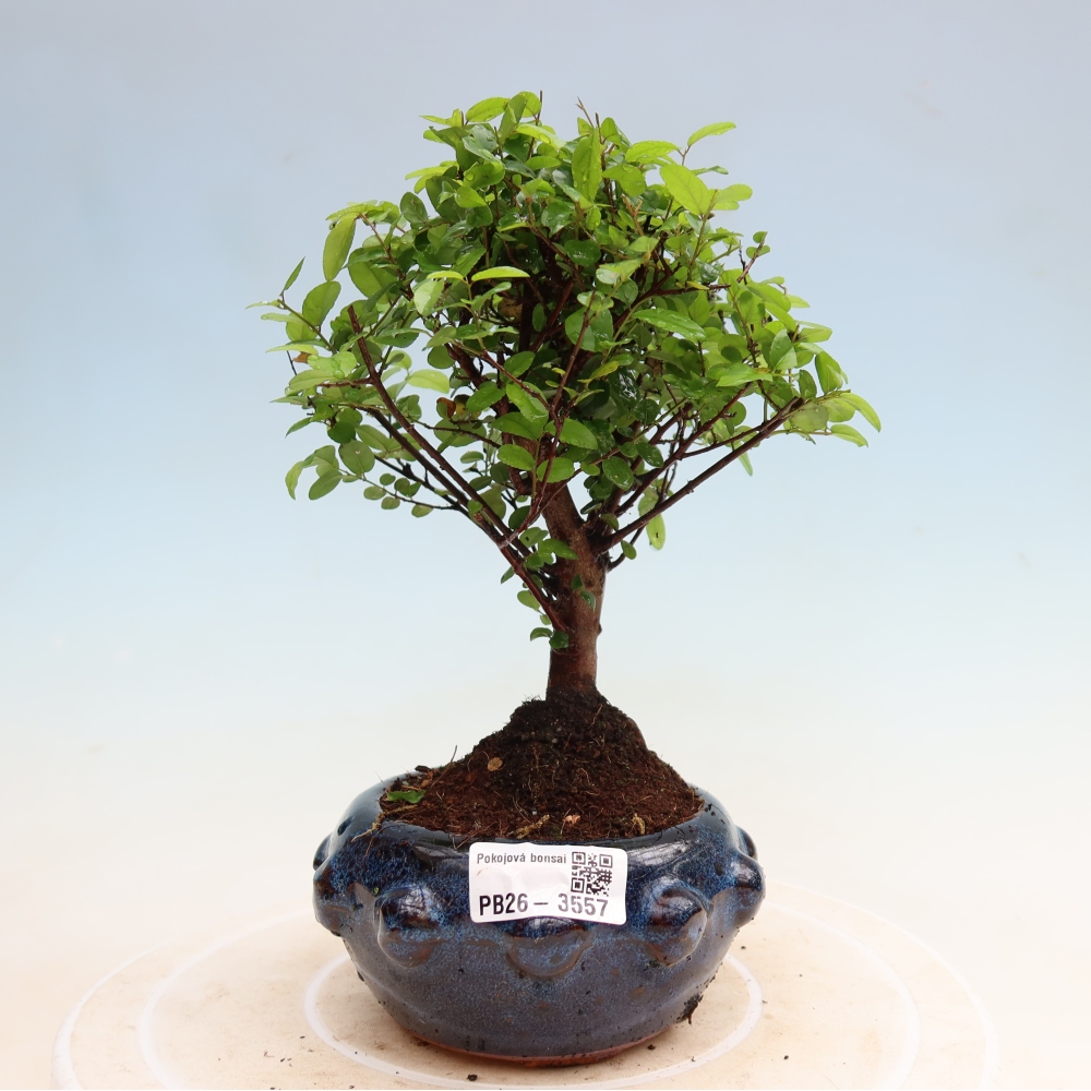 Room bonsai - Sageretia thea - Sageretia thea