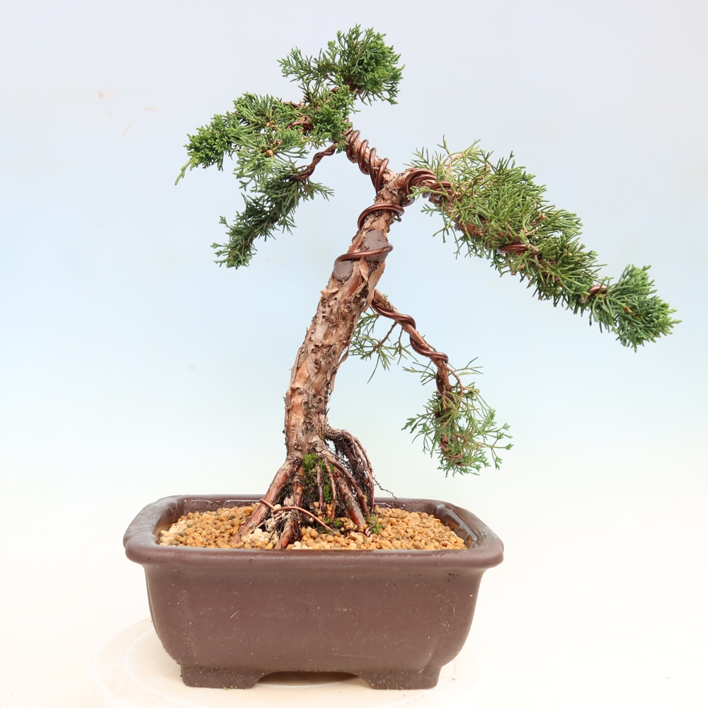 Outdoor bonsai - Juniperus chinensis Kishu