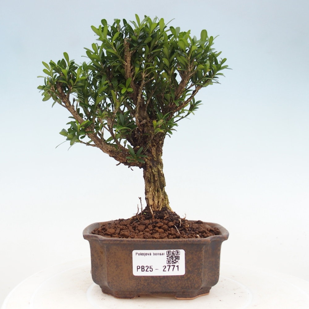 Room Bonsai - Buxus harlandii - Cork boxwood