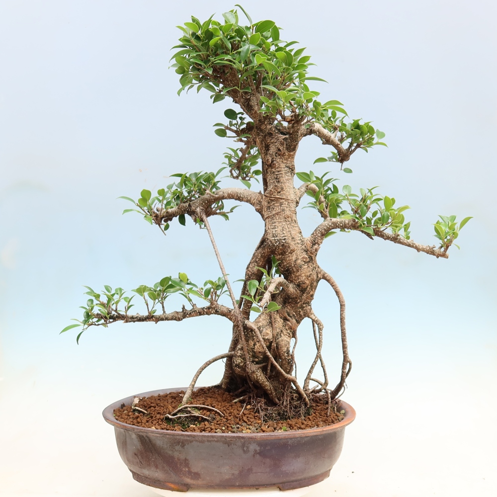 Room bonsai - Ficus kimmen - small-leaved ficus