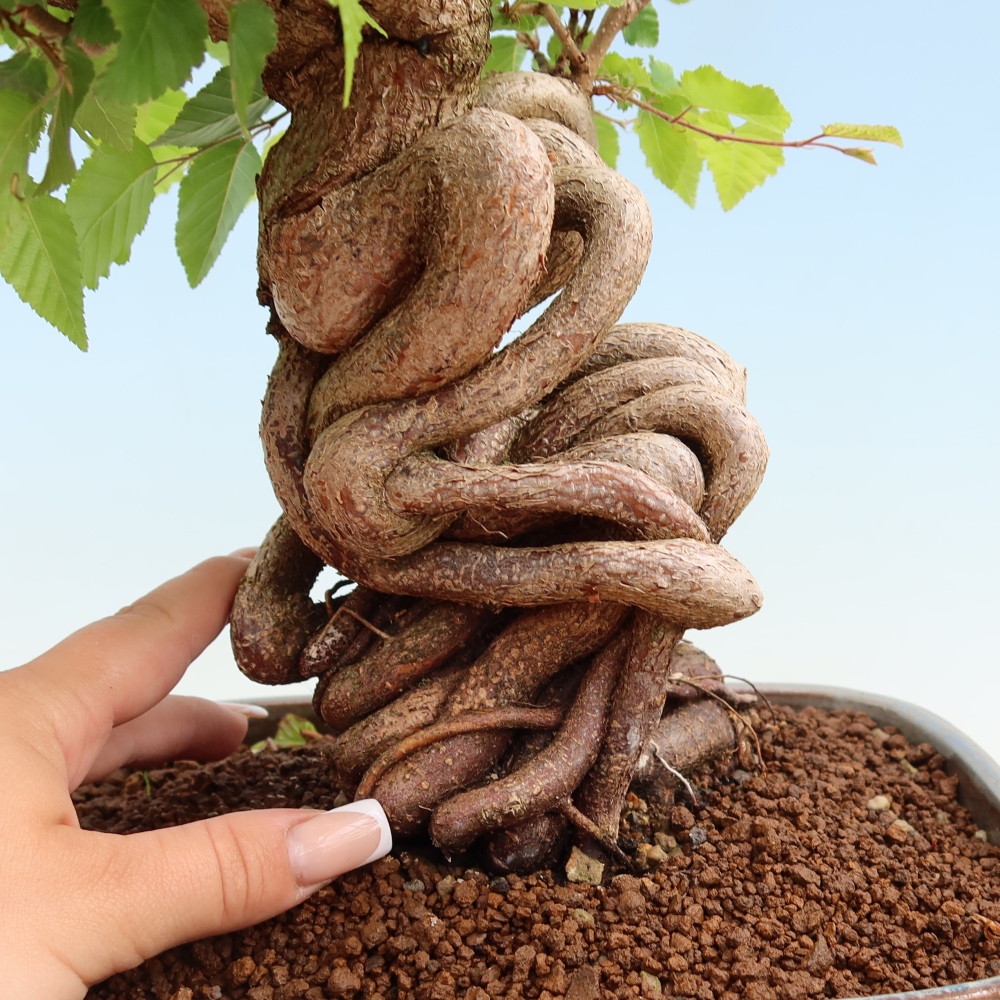 Outdoor bonsai -Carpinus coreana - Korean Hornbeam
