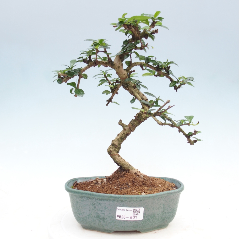 Room bonsai - Carmona macrophylla - Tea fuki