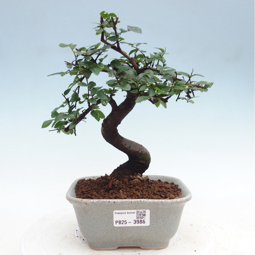 Room bonsai - Ulmus parvifolia - Small-leaved elm