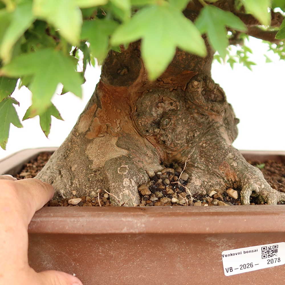 Outdoor bonsai - Maple Burger - Acer Burgerianum
