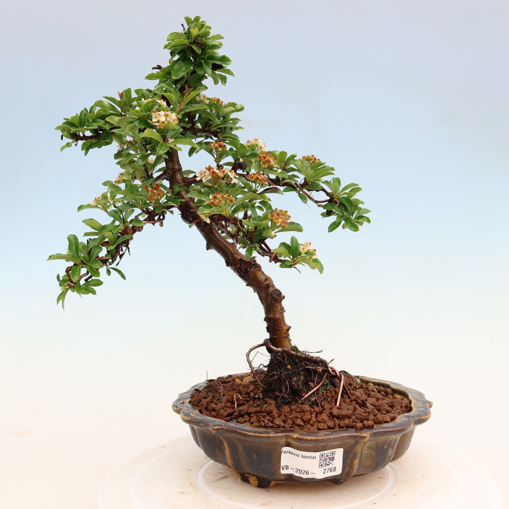 Outdoor Bonsai - Pyracantha teton - Scarlet Firethorn
