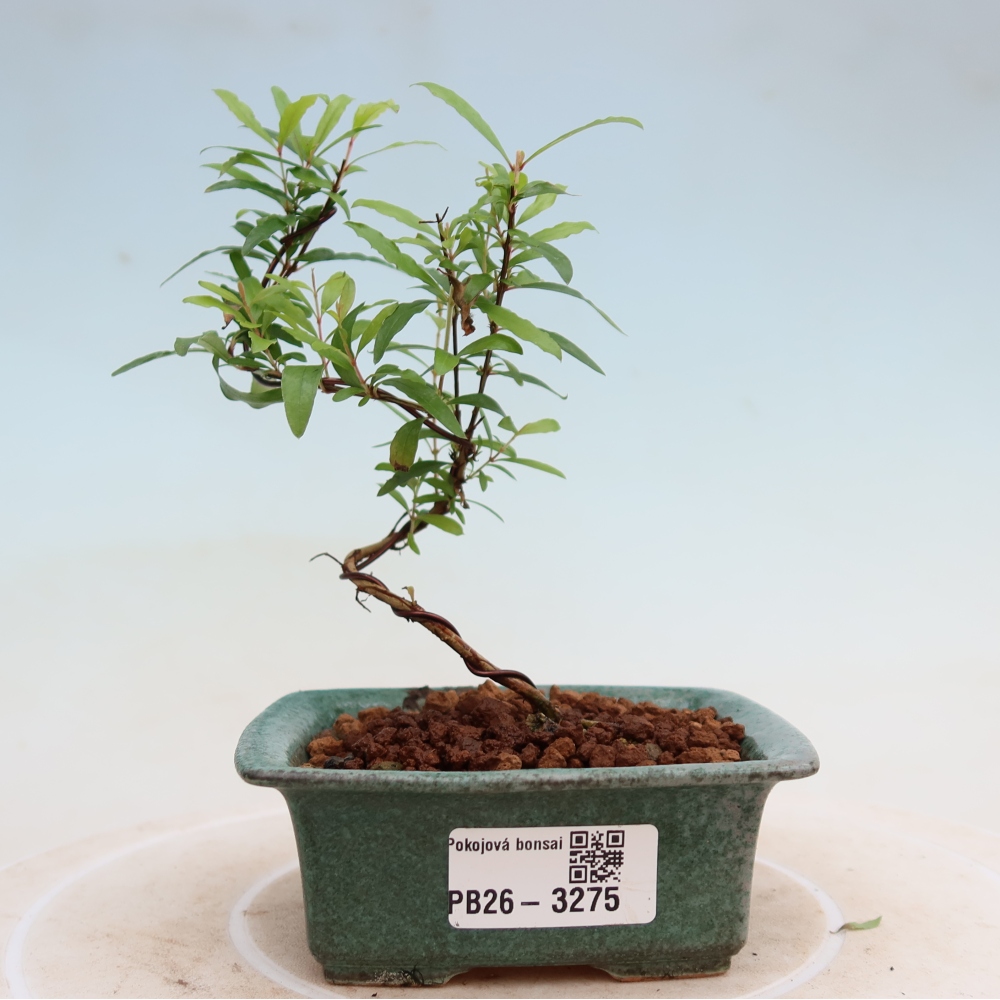 Room bonsai-PUNICA granatum nana-Granate apple