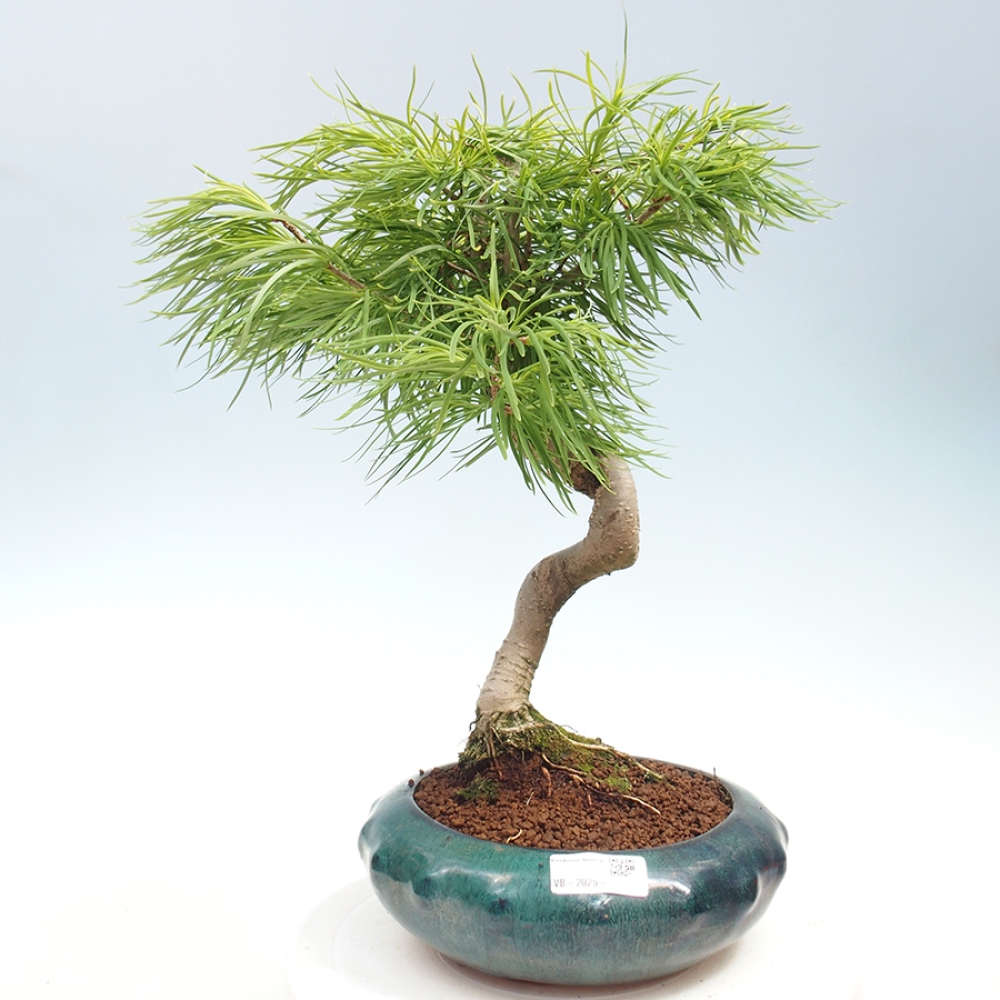 Outdoor bonsai - Dandelion - Pseudolarix amabis