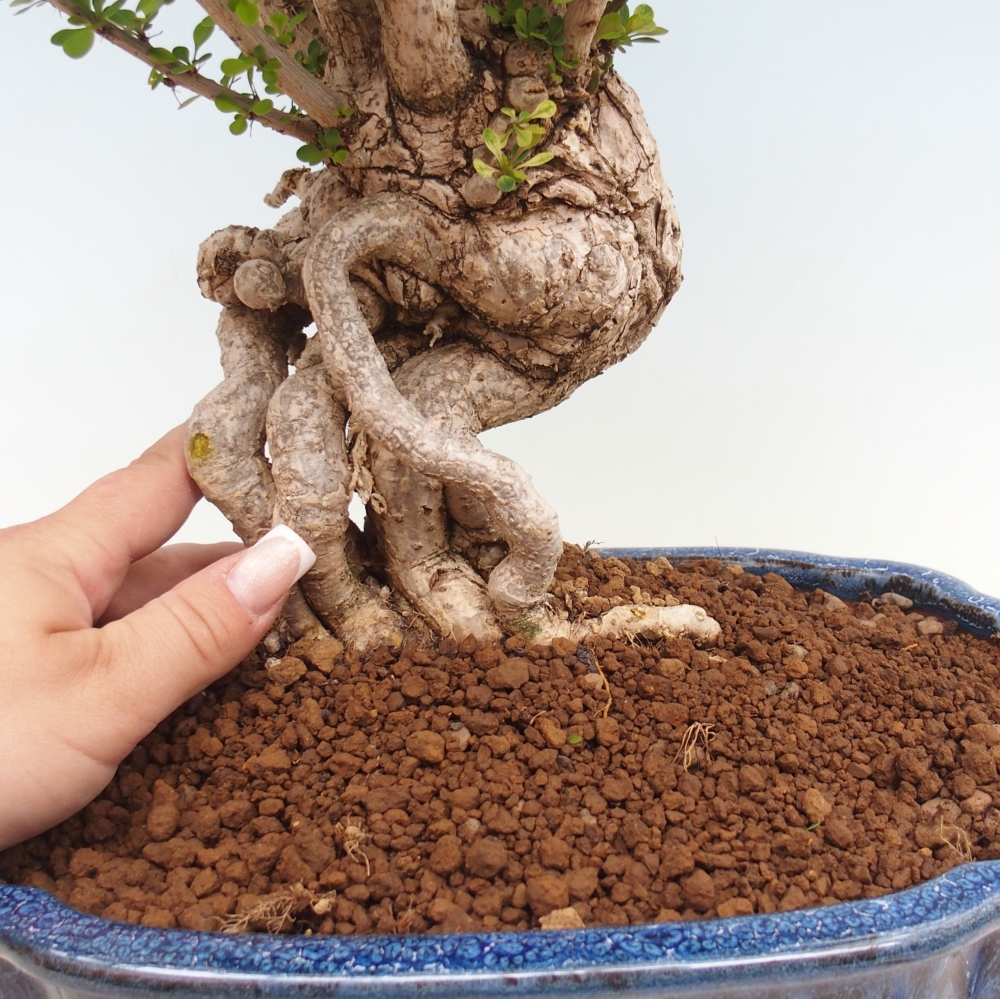 Outdoor bonsai - Berberis coreana
