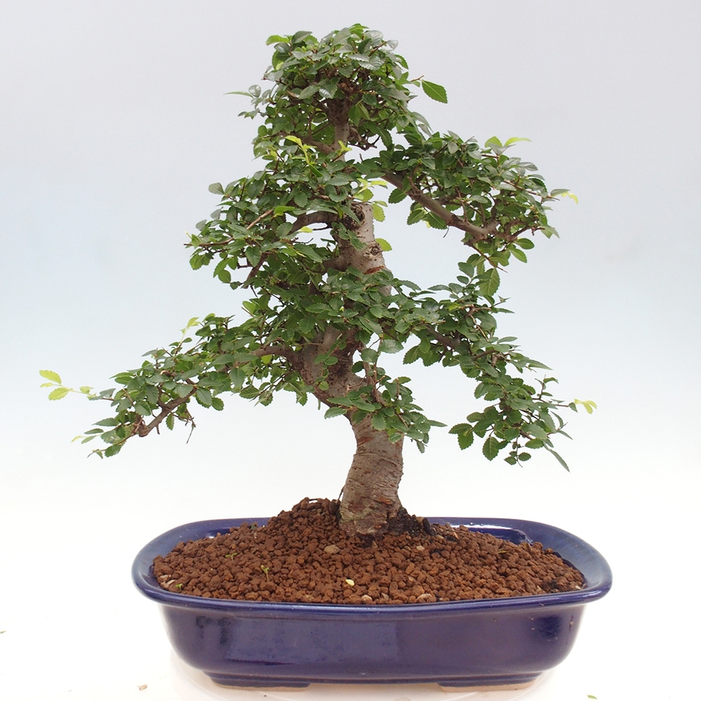 Indoor bonsai - Ulmus parvifolia - Small-leaved elm