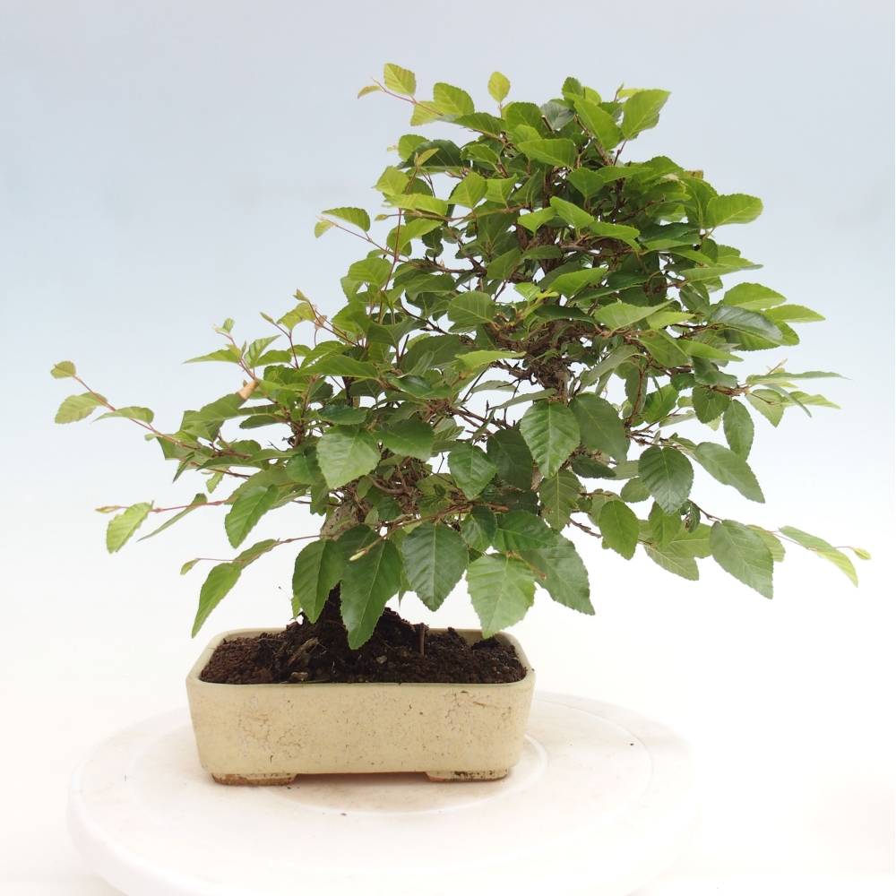 Outdoor bonsai -Carpinus CARPINOIDES - Korean hornbeam