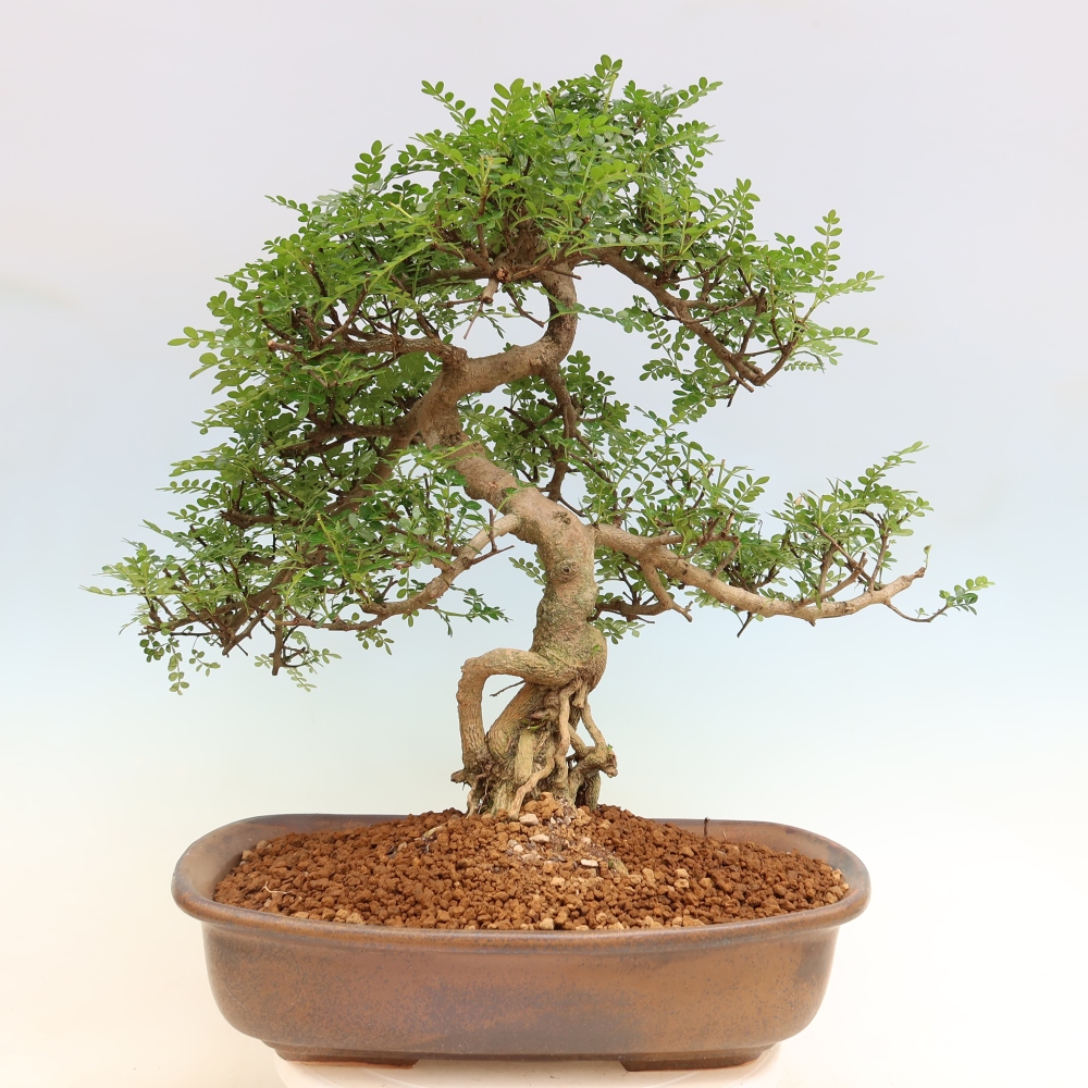 Room bonsai - Zantoxylum piperitum - pepper tree