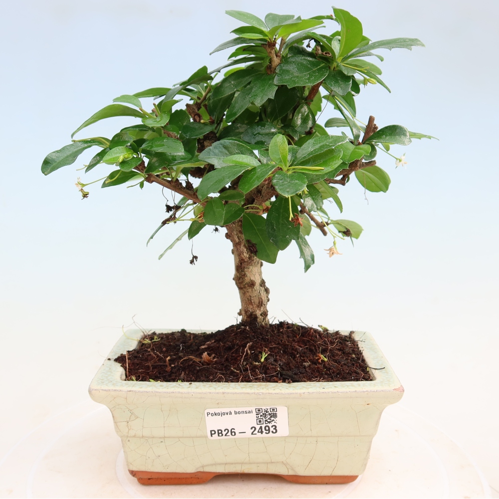 Room bonsai - Carmona macrophylla - Tea fuki